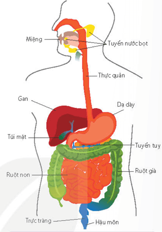 Lý thuyết Sinh 11 Kết nối tri thức Bài 8: Dinh dưỡng và tiêu hóa ở động vật