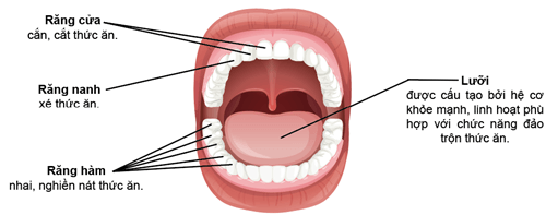 Lý thuyết Sinh 11 Kết nối tri thức Bài 8: Dinh dưỡng và tiêu hóa ở động vật