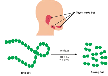 Lý thuyết Sinh 11 Kết nối tri thức Bài 8: Dinh dưỡng và tiêu hóa ở động vật
