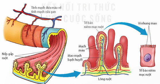 Lý thuyết Sinh 11 Kết nối tri thức Bài 8: Dinh dưỡng và tiêu hóa ở động vật