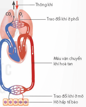 Lý thuyết Sinh 11 Kết nối tri thức Bài 9: Hô hấp ở động vật