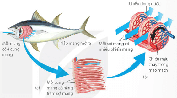 Lý thuyết Sinh 11 Kết nối tri thức Bài 9: Hô hấp ở động vật