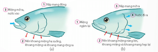 Lý thuyết Sinh 11 Kết nối tri thức Bài 9: Hô hấp ở động vật