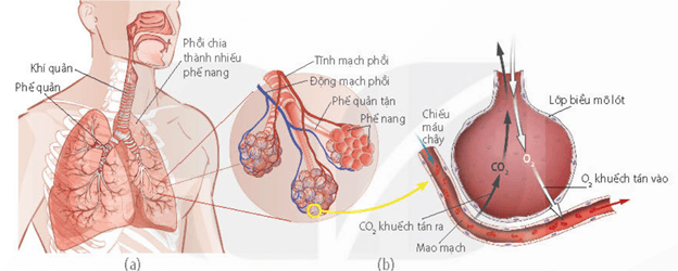 Lý thuyết Sinh 11 Kết nối tri thức Bài 9: Hô hấp ở động vật