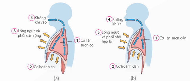 Lý thuyết Sinh 11 Kết nối tri thức Bài 9: Hô hấp ở động vật