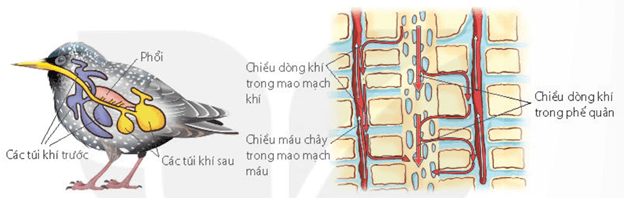 Lý thuyết Sinh 11 Kết nối tri thức Bài 9: Hô hấp ở động vật