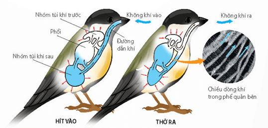 Lý thuyết Sinh 11 Kết nối tri thức Bài 9: Hô hấp ở động vật