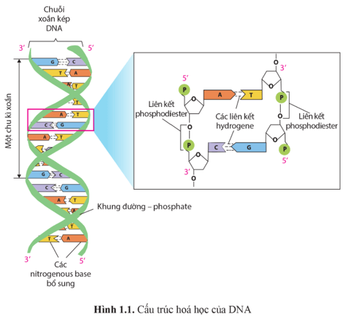 Quan sát hình 1.1 và cho biết nhờ các đặc điểm nào về cấu trúc, DNA có thể thực hiện