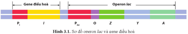 Quan sát hình 3.1 và dự đoán gene điều hoà chi phối sự phiên mã các gene cấu trúc