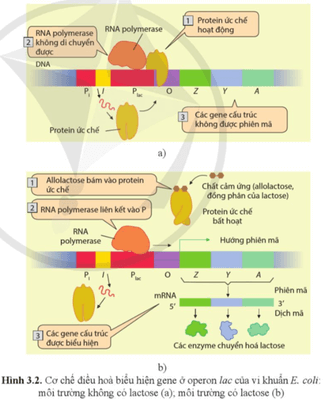 Quan sát hình 3.2 và cho biết: Khi môi trường không có lactose, tại sao các gene cấu trúc của operon lac không được phiên mã?