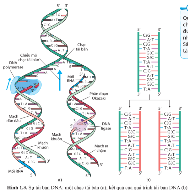 Quan sát hình 1.3, cho biết tái bản DNA diễn ra theo những nguyên tắc nào