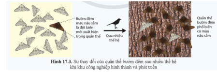 Một quần thể bướm đêm trong khu rừng với nhiều cây bạch dương có thân gỗ màu trắng