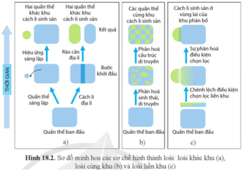 Dựa vào hình 18.2, hãy mô tả các cơ chế hình thành loài trang 104 Sinh học 12