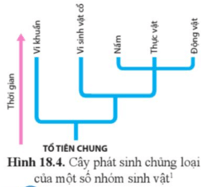 Quan sát hình 18.4, Hãy so sánh mức độ gần xa của mối quan hệ tiến hóa giữa các nhóm vi khuẩn