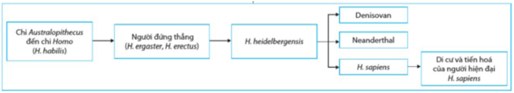 Quá trình tiến hóa hình thành loài người hiện đại đã trải qua các giai đoạn nào