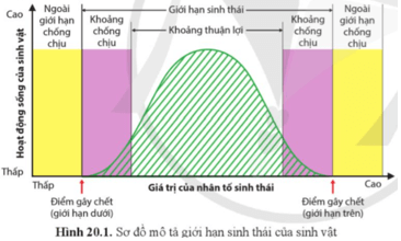 Quan sát hình 20.1, nhận xét hoạt động sống của sinh vật trong khoảng thuận lợi và khoảng chống chịu