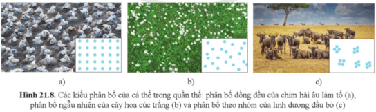 Quan sát hình 21.8, mô tả và phân biệt ba kiểu phân bố của quần thể sinh vật