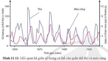 Quan sát hình 21.13 và mô tả mối quan hệ giữa số lượng thỏ và số lượng mèo rừng