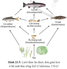 Quan sát và vẽ ít nhất hai chuỗi thức ăn có trong hình 23.5 trang 143 Sinh học 12