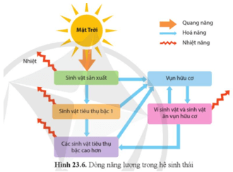 Dựa vào thông tin ở hình 23.6, hãy mô tả khái quát dòng năng lượng đi vào và đi ra