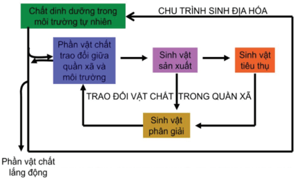 Vẽ sơ đồ khái quát thể hiện quá trình trao đổi chất trong tự nhiên