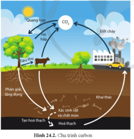 Quan sát hình 24.2 và trình bày khái quát chu trình carbon trang 151 Sinh học 12