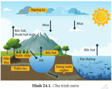 Quan sát hình 24.1 và trình bày chu trình nước trang 151 Sinh học 12