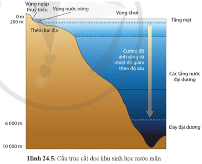 Dựa vào thông tin trong hình 24.5, hãy dự đoán tầng nước nào ở đại dương có nhiều thực vật phù du