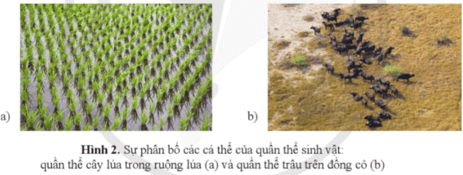 Quan sát hình 2 và trả lời các câu hỏi sau, Xác định kiểu phân bố của quần thể cây lúa