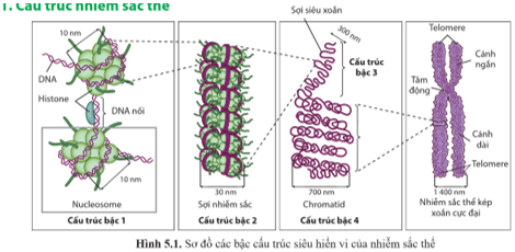 Quan sát hình 5.1 và cho biết nhiễm sắc thể được cấu tạo từ những thành phần nào