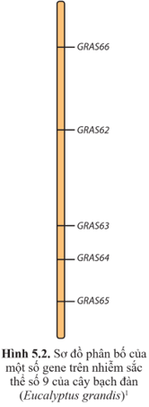 Quan sát hình 5.2 và cho biết các gene sắp xếp như thế nào trên nhiễm sắc thể