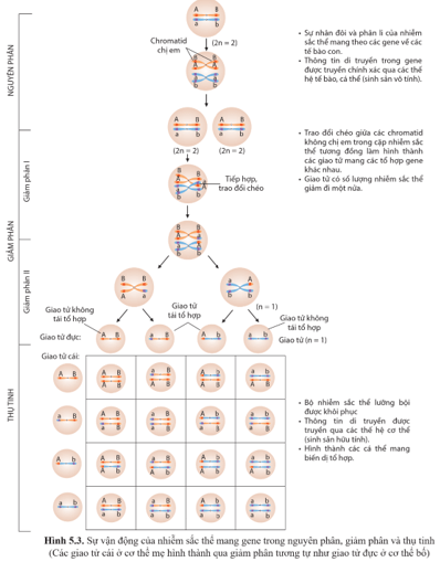 Quan sát hình 5.3, mô tả sự vận động của nhiễm sắc thể trong nguyên phân, giảm phân và thụ tinh