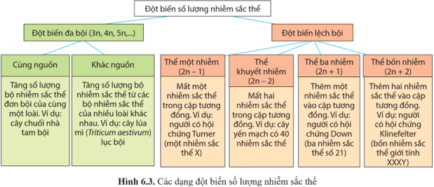 Quan sát hình 6.3 và kể tên các dạng đột biến số lượng nhiễm sắc thể