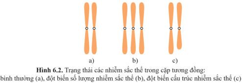 Nhận xét về số lượng, cấu trúc nhiễm sắc thể ở hình 6.2b, hình 6.2c so với hình 6.2a