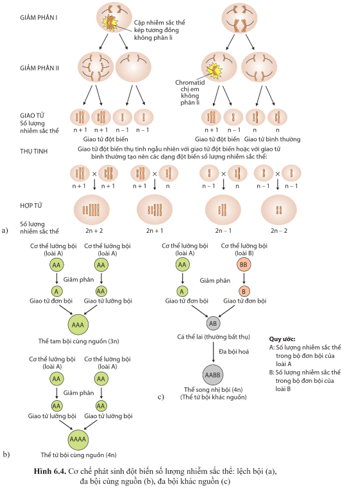 Quan sát hình 6.4 và mô tả cơ chế hình thành đột biến lệch bội, đột biến đa bội