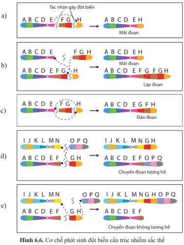 Quan sát hình 6.6 và cho biết cơ chế phát sinh các dạng đột biến cấu trúc nhiễm sắc thể