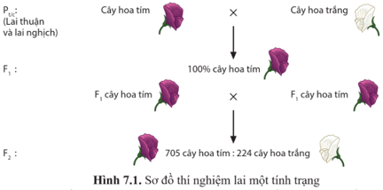 Quan sát hình 7.1 và, Mô tả thí nghiệm mà Mendel thực hiện trang 41 Sinh học 12