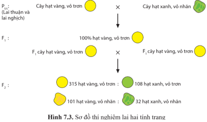 Quan sát hình 7.3 và, Xác định tỉ lệ kiểu hình của từng cặp tính trạng ở thế hệ F1, F2