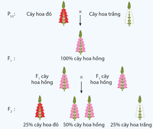 Ở cây hoa rồng, màu sắc hoa do một gene mã hóa enzyme sinh tổng hợp sắc tố đỏ quy định