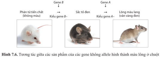 Quan sát hình 7.6, cho biết mối quan hệ giữa sản phẩm của gene B và gene A trong sự hình thành tính trạng