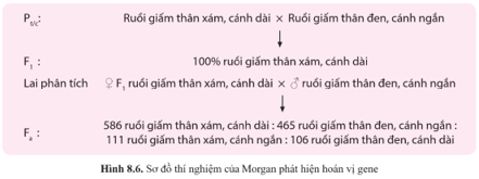 Từ thí nghiệm ở hình 8.6, hãy giải thích kết quả phép lai từ Pt/c đến F1