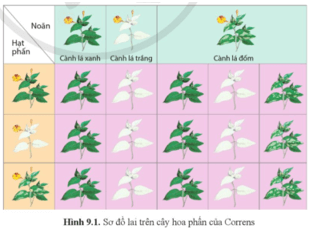 Quan sát hình 9.1 và mô tả kết quả các phép lai thuận và nghịch ở cây hoa phấn