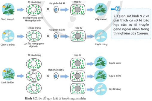 Quan sát hình 9.2 và giải thích cơ sở tế bào học của sự di truyền gene ngoài nhân