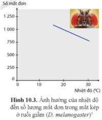 Quan sát hình 10.3 và mô tả sự biến đổi về số lượng mắt đơn cấu thành mắt kép của ruồi giấm