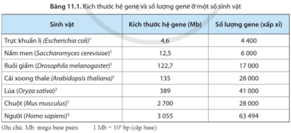 Dựa vào thông tin ở bảng 11.1, hãy nhận xét đặc điểm hệ gene của một số loài sinh vật