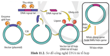 Quan sát hình 11.2 và mô tả quá trình tạo DNA tái tổ hợp trang 67 Sinh học 12