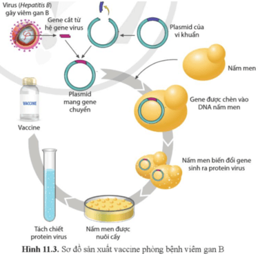 Quan sát hình 11.3 và mô tả sơ đồ quá trình sản xuất vaccine phòng bệnh viêm gan B