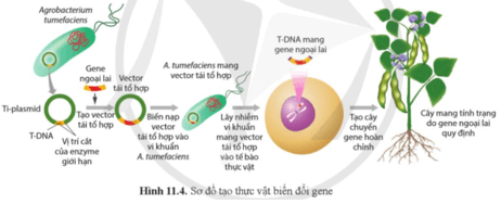 Quan sát hình 11.4, nêu nguyên lí tạo thực vật biến đổi gene trang 69 Sinh học 12