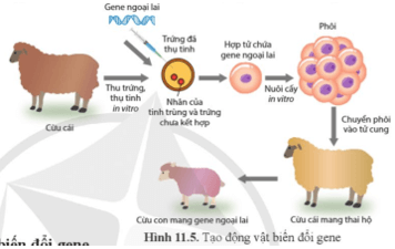 Quan sát hình 11.5, mô tả nguyên lí tạo động vật biến đổi gene trang 70 Sinh học 12