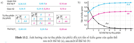 Quan sát hình 13.2 và trả lời Câu hỏi 4 trang 79 Sinh học 12